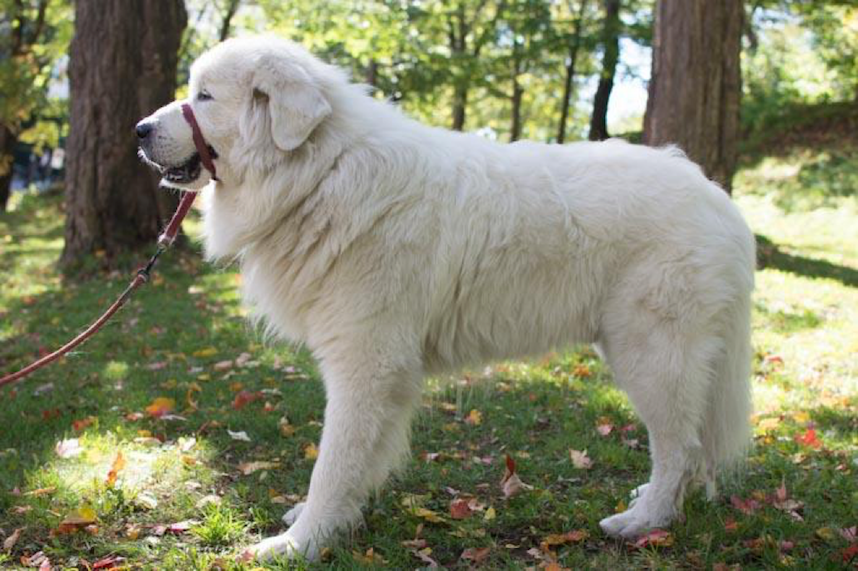 Confiture on leash