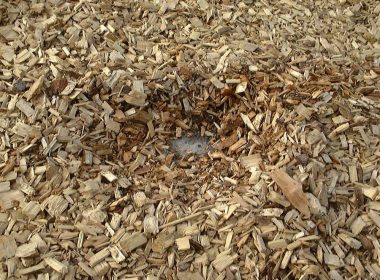 Wood chips, a common type of biomass. (biomassmagazine.com)