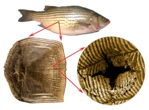 From the macroscopic to the microscopic level, fish scales are designed to protect. (photos provided by Barthelat’s lab)