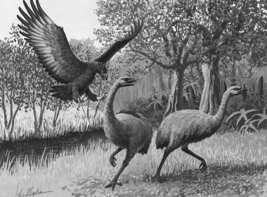 The Moa bird of New Zealand. (cfzaustralia.com)