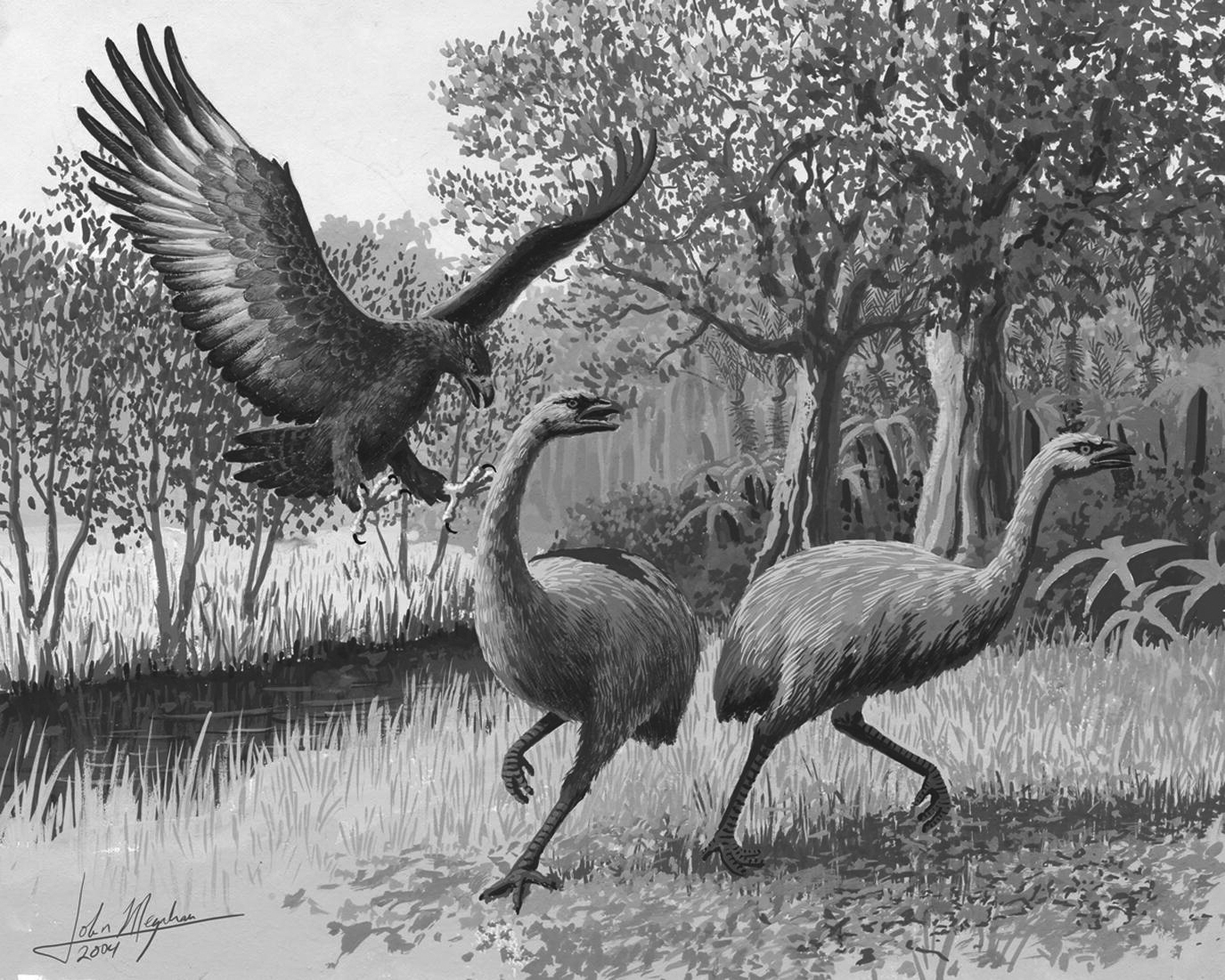 The Moa bird of New Zealand. (cfzaustralia.com)