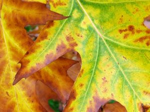 As leaves stop producing chlorophyll, they begin to change colour. (www.mooseyscountrygarden.com)