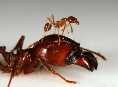 Super soldier ants dwarf worker ants. (flickriver.com)