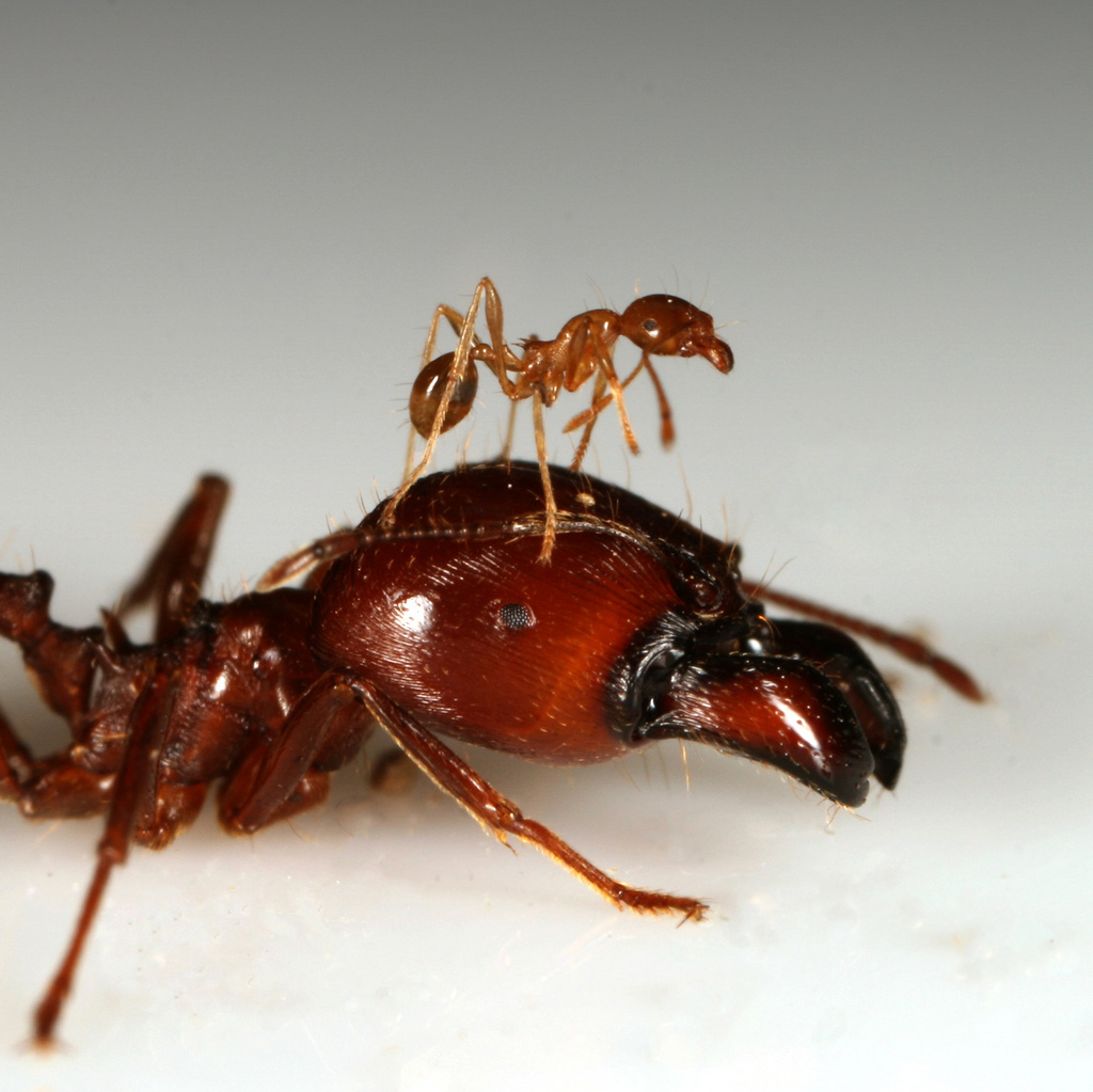 Super soldier ants dwarf worker ants. (flickriver.com)