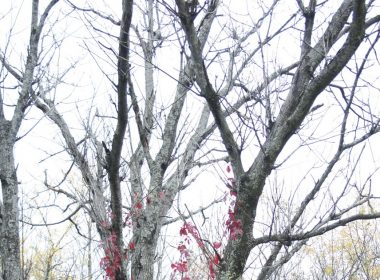 An autumnal tree. (Alexandra Allaire/ Photo Editor)