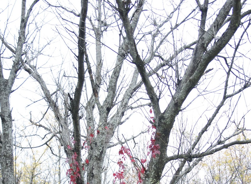 An autumnal tree. (Alexandra Allaire/ Photo Editor)