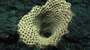 Giant marine sponge in the South Pacific. (marinesciencetoday.com)