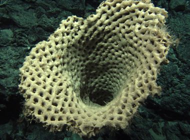 Giant marine sponge in the South Pacific. (marinesciencetoday.com)