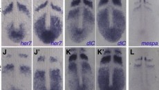 Waves of gene expressions in wild and mutated zebrafish embryos from François’ recent paper. (www.sciencedirect.com)