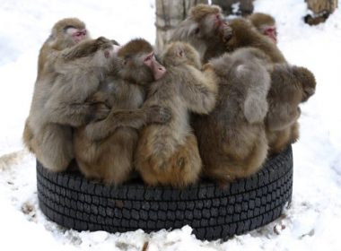 Another way to stay warm. (http://en.rian.ru)