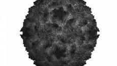 (www.virology.wisc.edu)