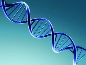 Genome sequencing helps predict the inheritance of diseases (lejeuneusa.org)