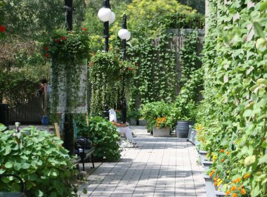 McGill’s Edible Campus has furnished the campus walls with exhuberant greenery.