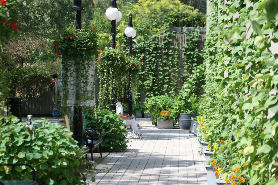 McGill’s Edible Campus has furnished the campus walls with exhuberant greenery.