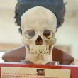 3D printed skull at Redpath Museum at McGill