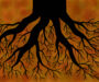 Back to the roots: Investigating how soil influences root traits