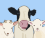 Goat and sheep milk allergies point to underlying cow’s milk allergy…Most of the time