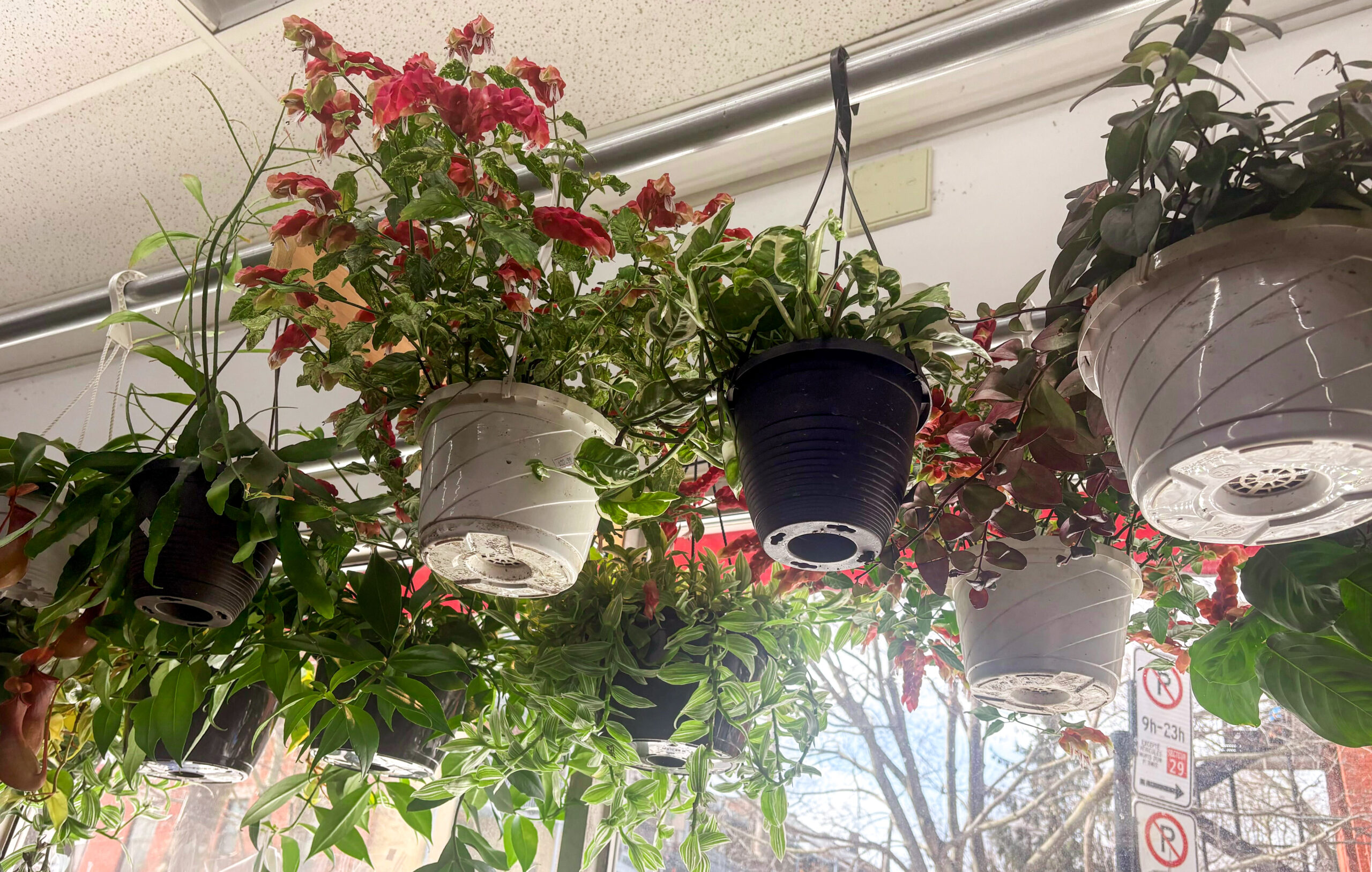 Think you know plants? These six fun facts might surprise you